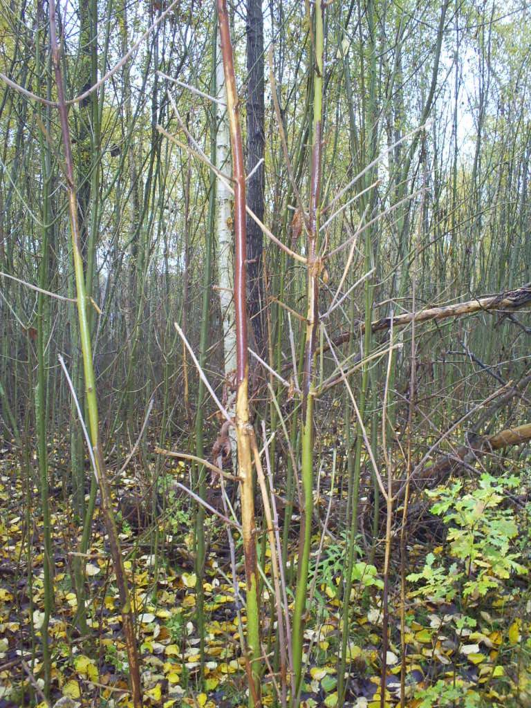 Erfðabreyttur askur gæti komið til bjargar