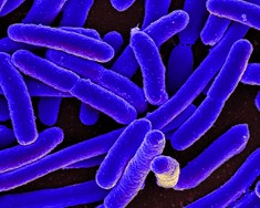 E. coli á uppleið