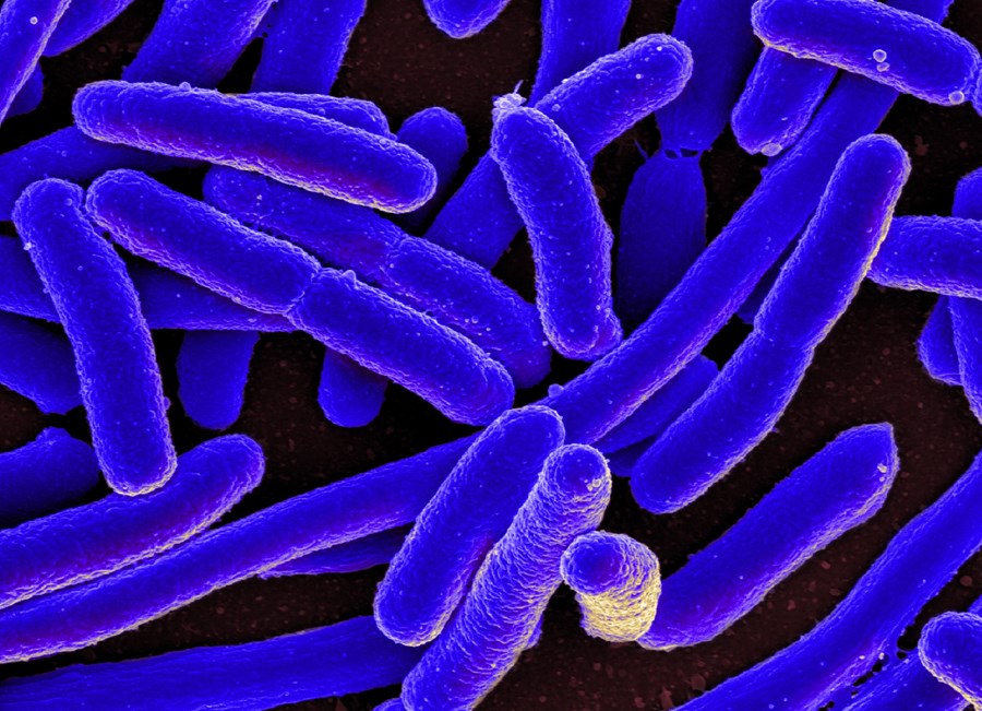 E. coli á uppleið