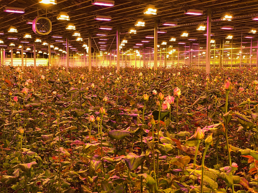 Um 220 LED-ljós hafa verið tekin í notkun á stöðinni. 