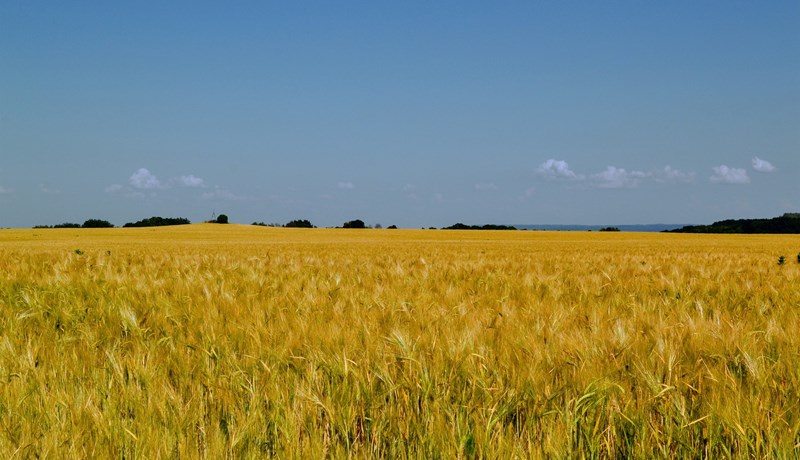 Framboð hráefna til fóðurframleiðslu á Íslandi ótryggt