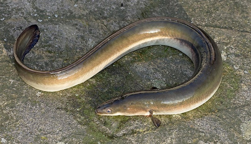 Hvetur bændur til álaveiða