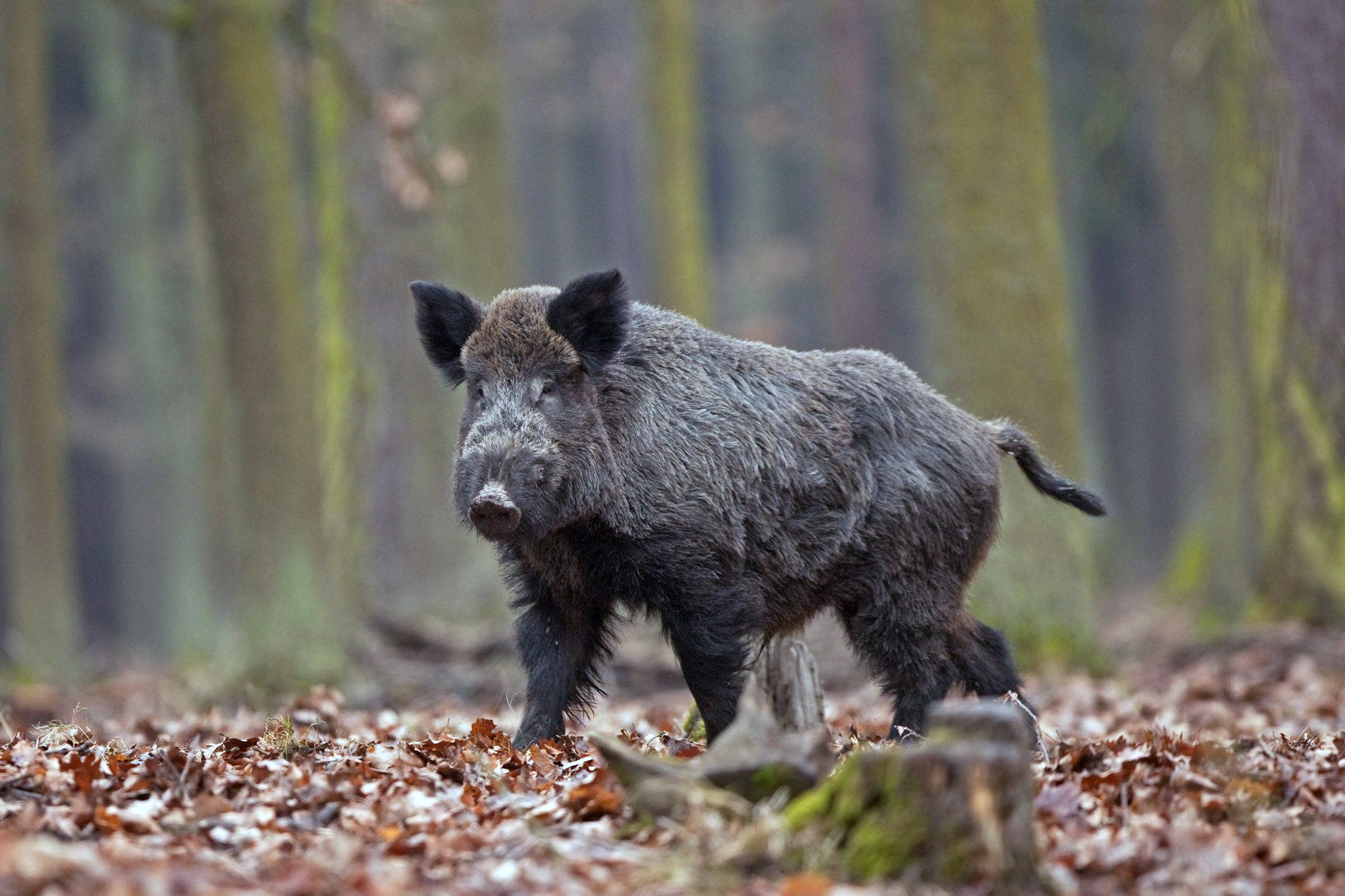 Finnskur bóndi stórgræðir á villisvínaeldi