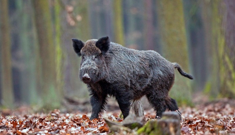 Finnskur bóndi stórgræðir á villisvínaeldi