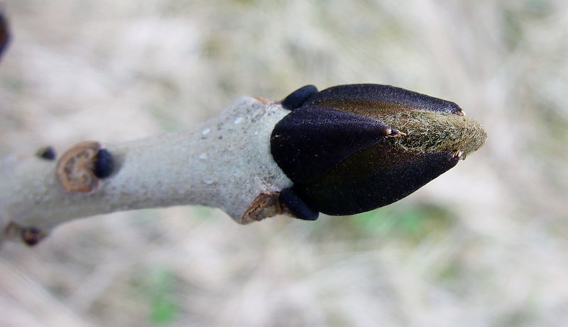 Trjágróður í vetrarskrúða