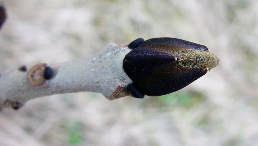 Evrópuaskur, Fraxinus excelsior, endabrumi í vetrardvala.