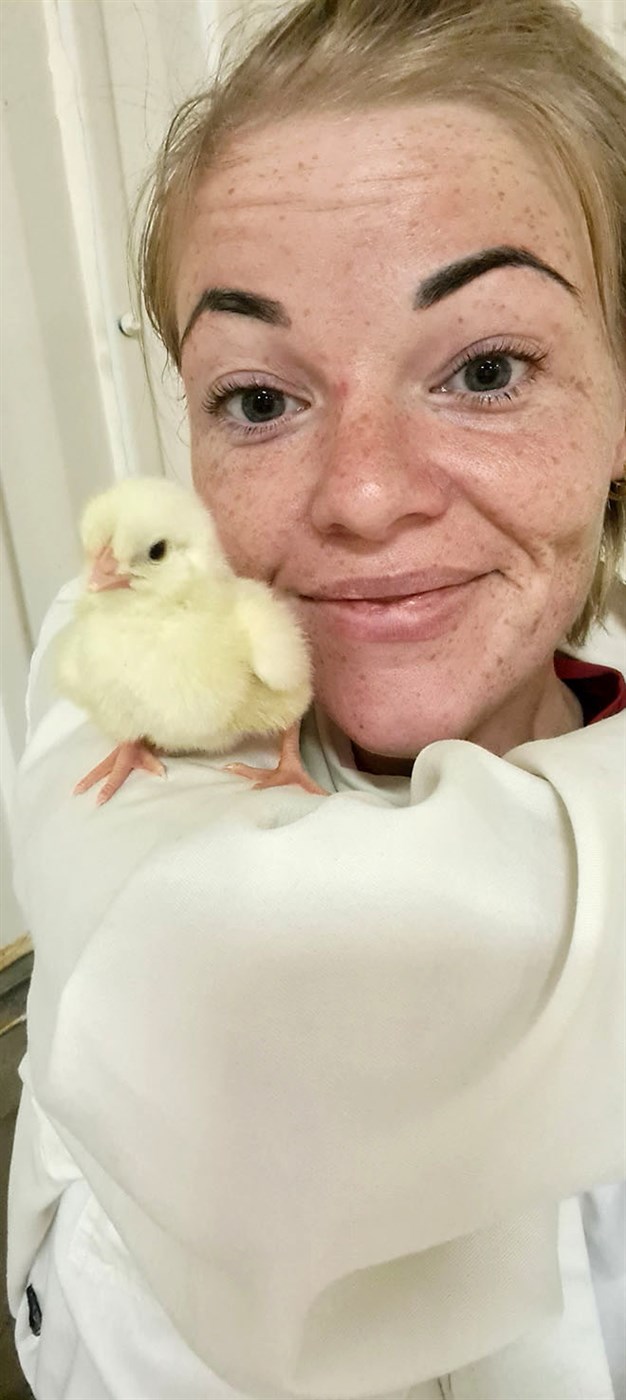 Innlit í kjúklingabú