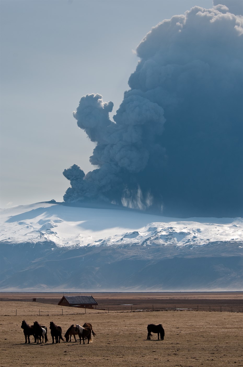 Skepnur út undan í almannavörnum