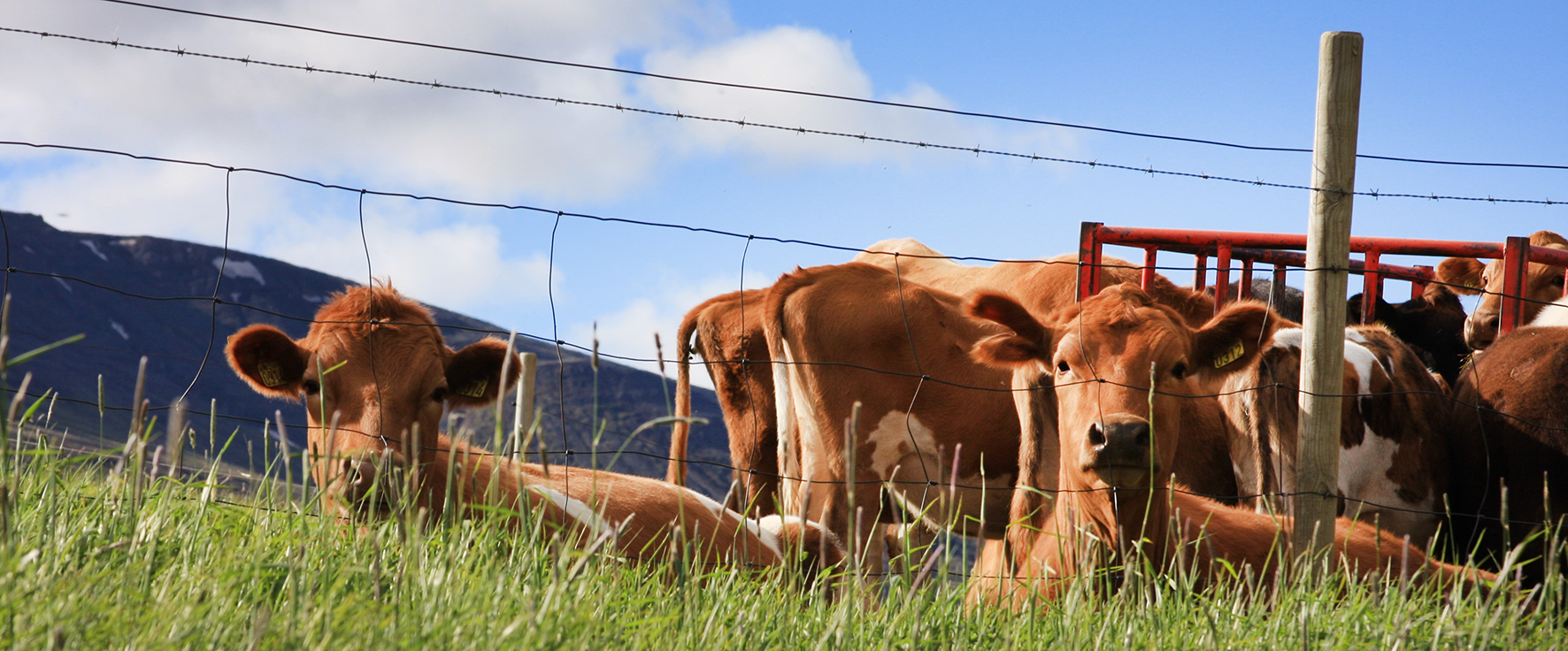 Á að minna á mikilvægi mjólkurframleiðslunnar í sveitinni fyrir landið allt