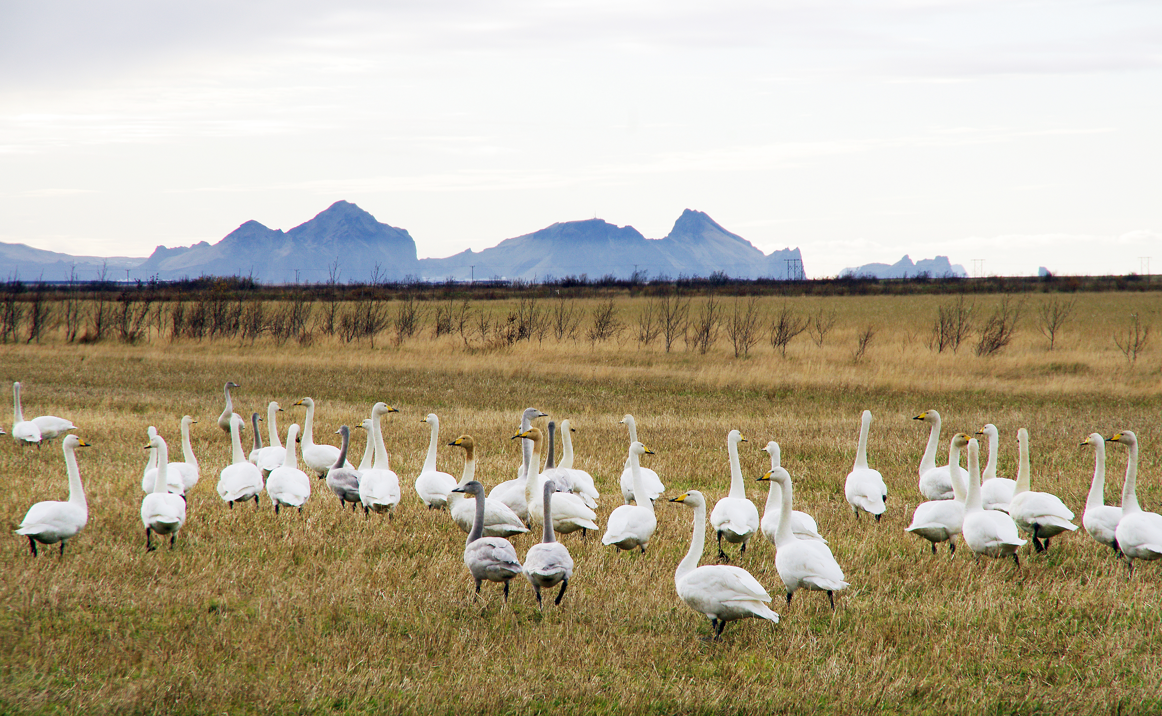 Bændum greiddar bætur vegna ágangs álfta og gæsa