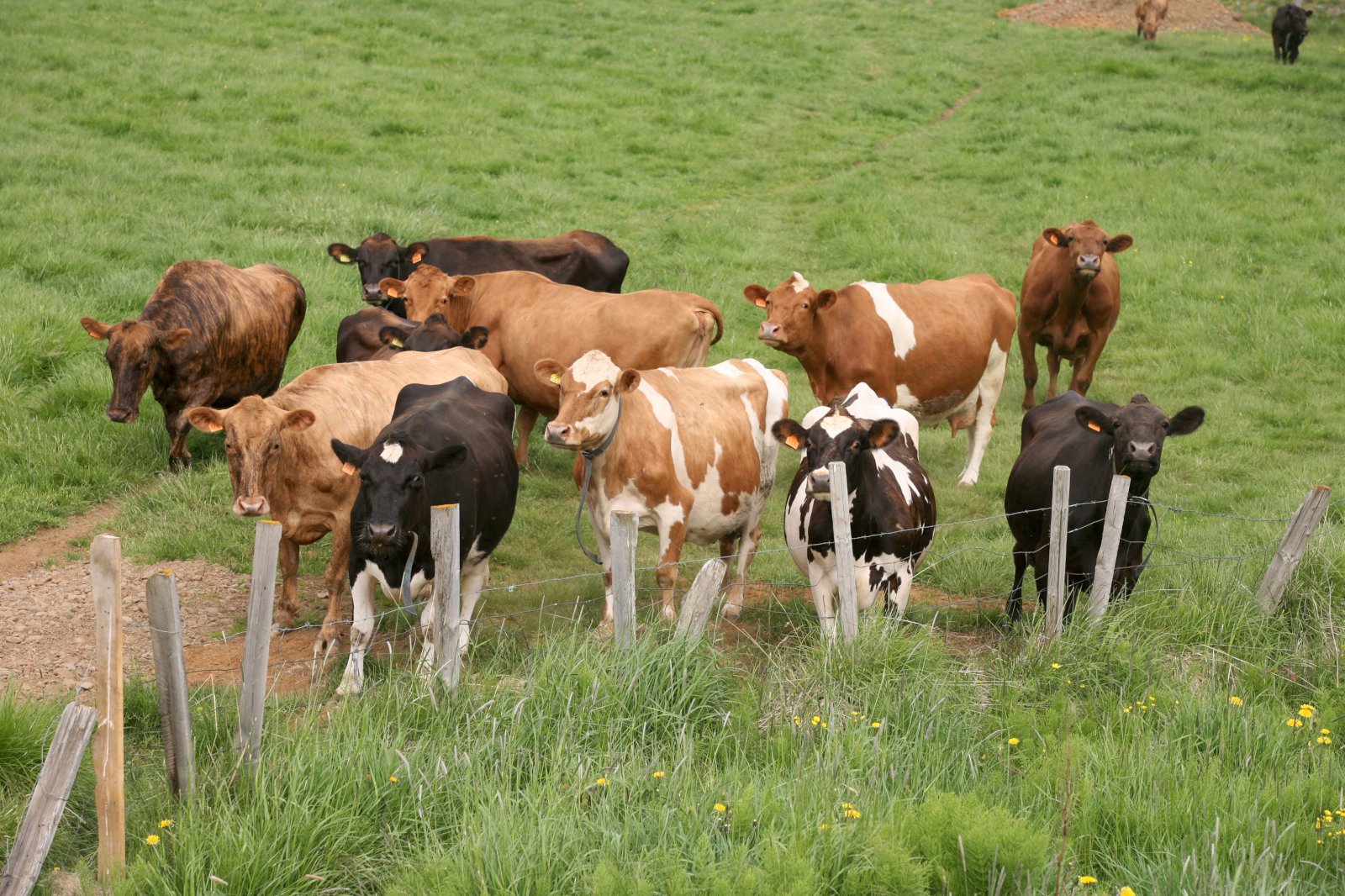 Félag eyfirskra kúbænda gagnrýnir harðlega framgöngu landbúnaðarráðherra