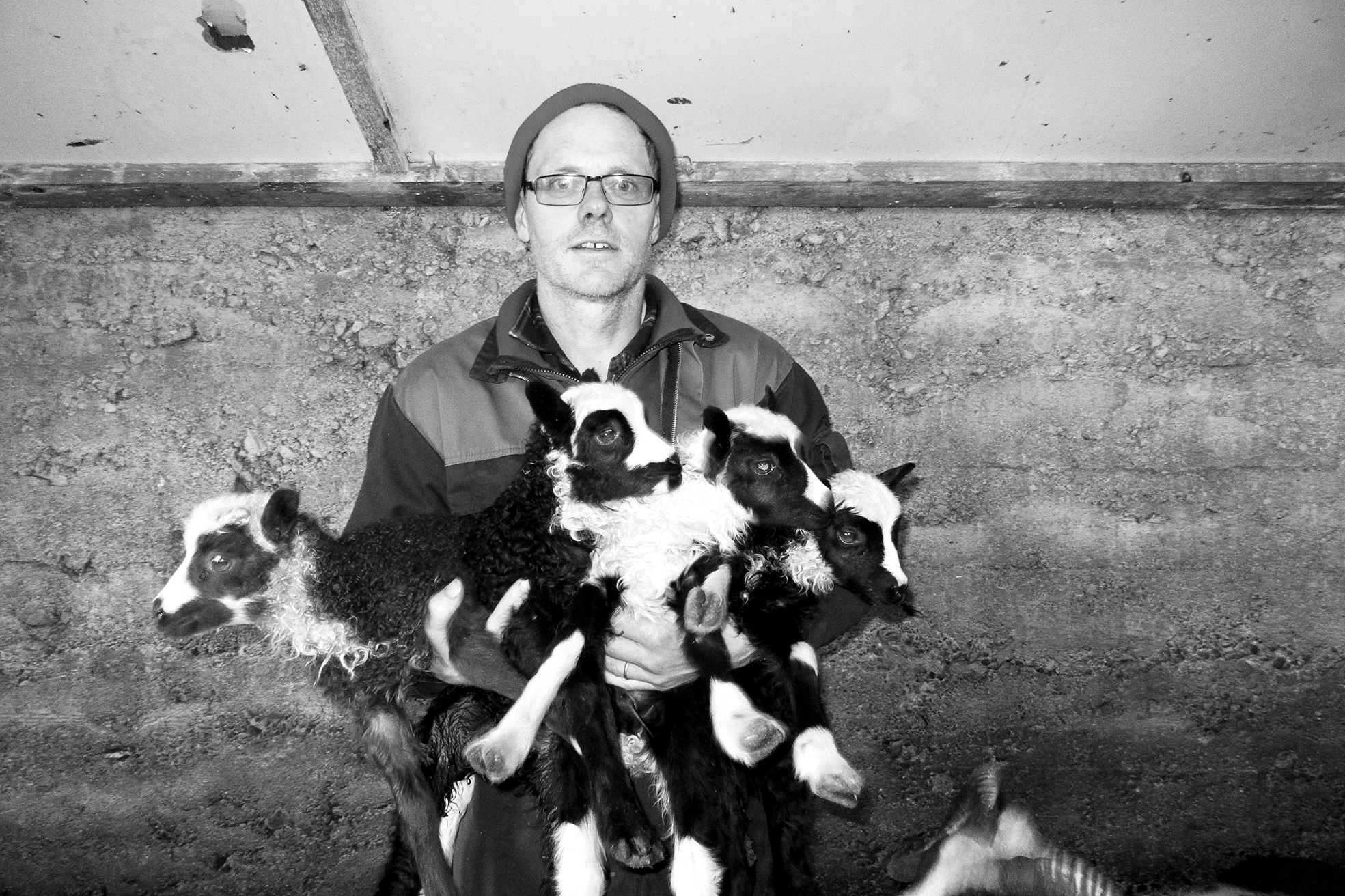 Stórsnjallar forystukindur