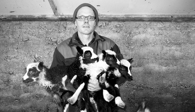 Stórsnjallar forystukindur