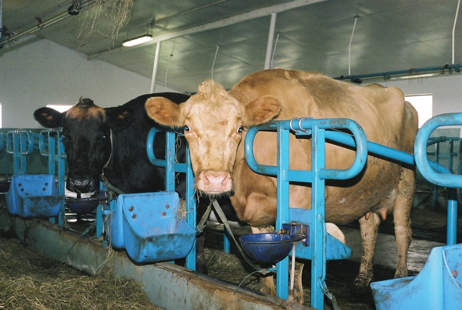 Úr íslenskum kúm fæst hágæða mjólk til framleiðslu á mjög fjölbreyttum mjólkurafurðum. Þúsundir Íslendinga hafa atvinnu af kúabúskap ásamt kjöt- og mjólkurvöruframleiðslu sem honum tengist.