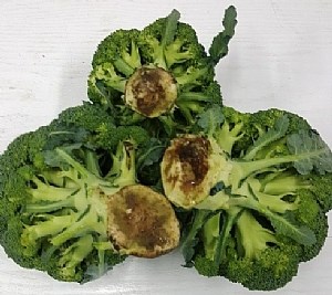 Brokkólí getur verið fljótt að skemmast í flutningi og í hillum verslana.