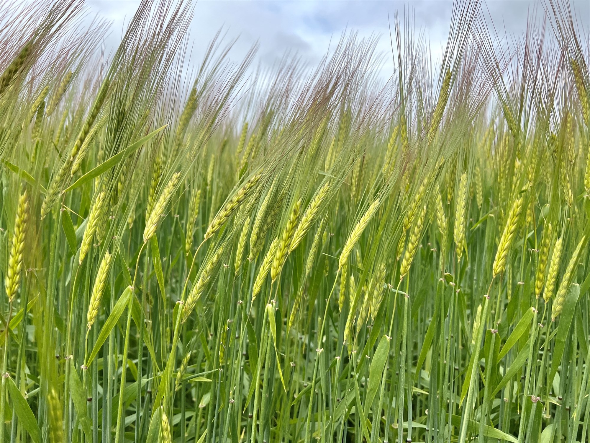 Trygg ríkisfjármögnun forsenda kornræktar