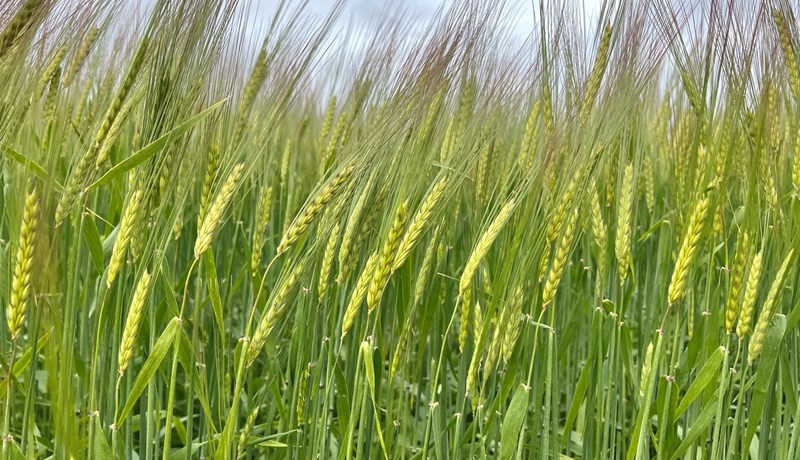 Trygg ríkisfjármögnun forsenda kornræktar