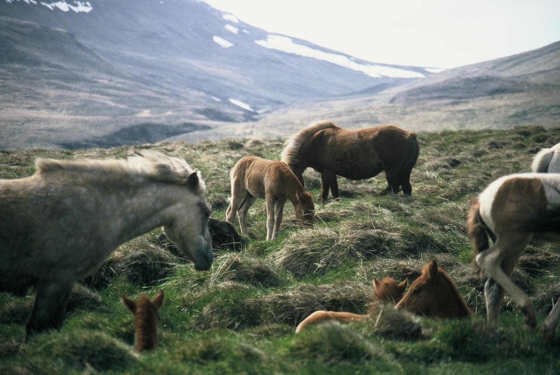 Erfitt að sitja undir því að vera kallaður dýraníðingur