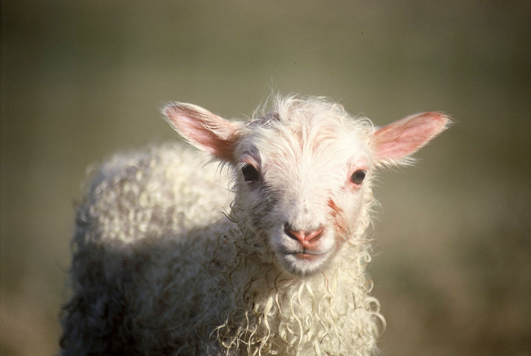 Markaðsráð kindakjöts sækir um vernd fyrir „íslenskt lambakjöt“