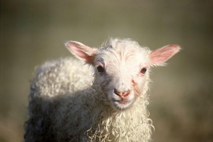 Markaðsráð kindakjöts sækir um vernd fyrir „íslenskt lambakjöt“