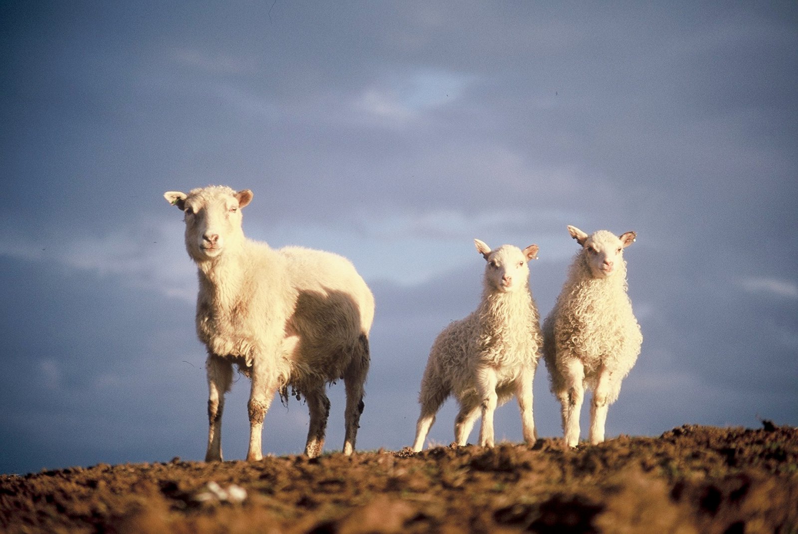 Sauðfjárbændur fresta auka aðalfundi