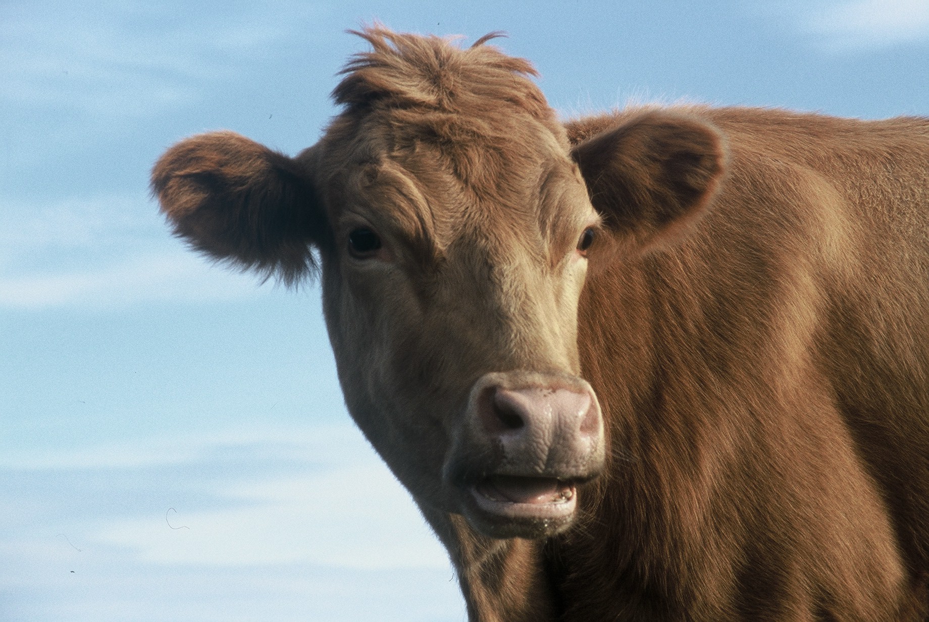 Íslenskar kýr og verndun þeirra