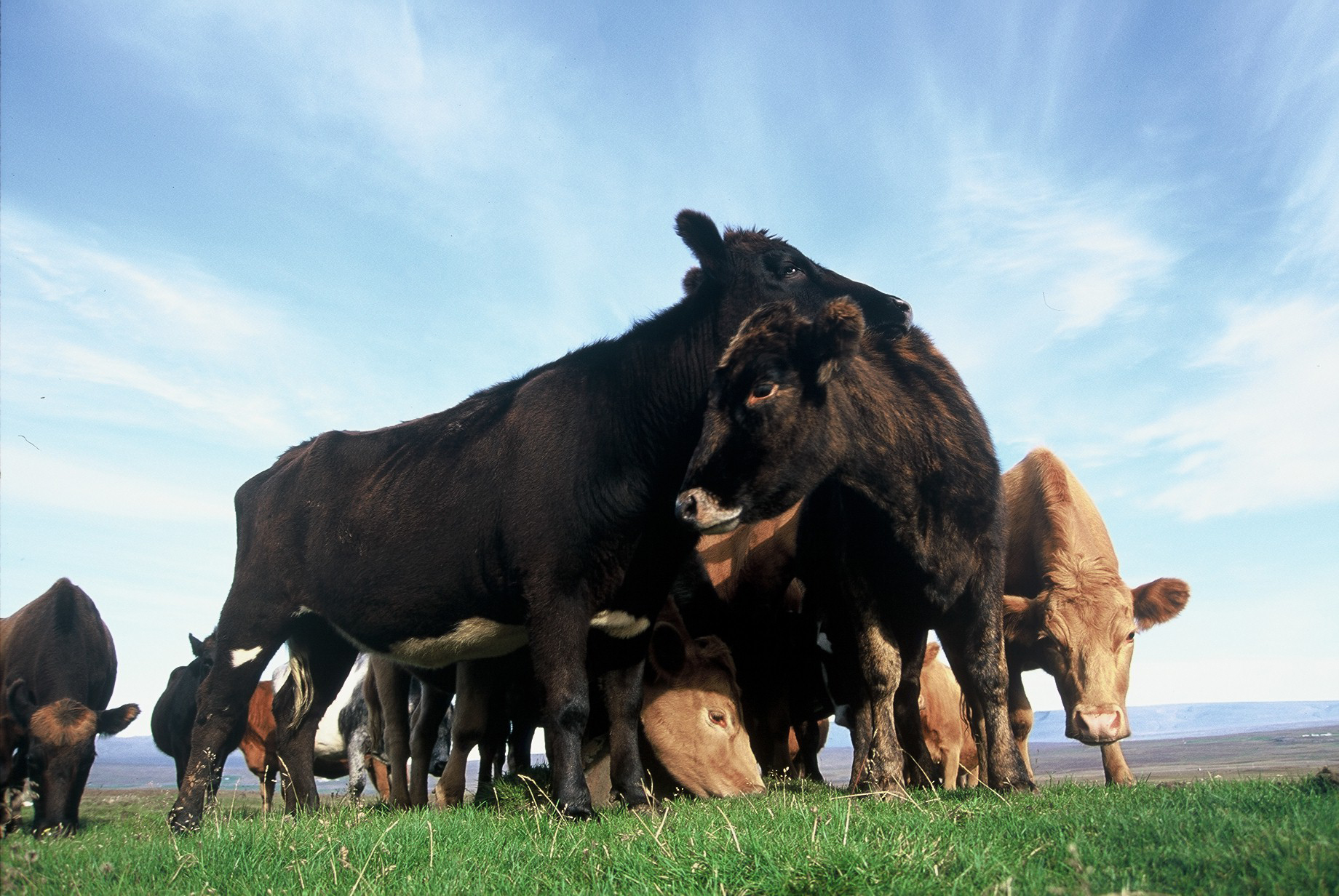 Íslensk nautgriprækt verði kolefnisjöfnuð á tíu árum