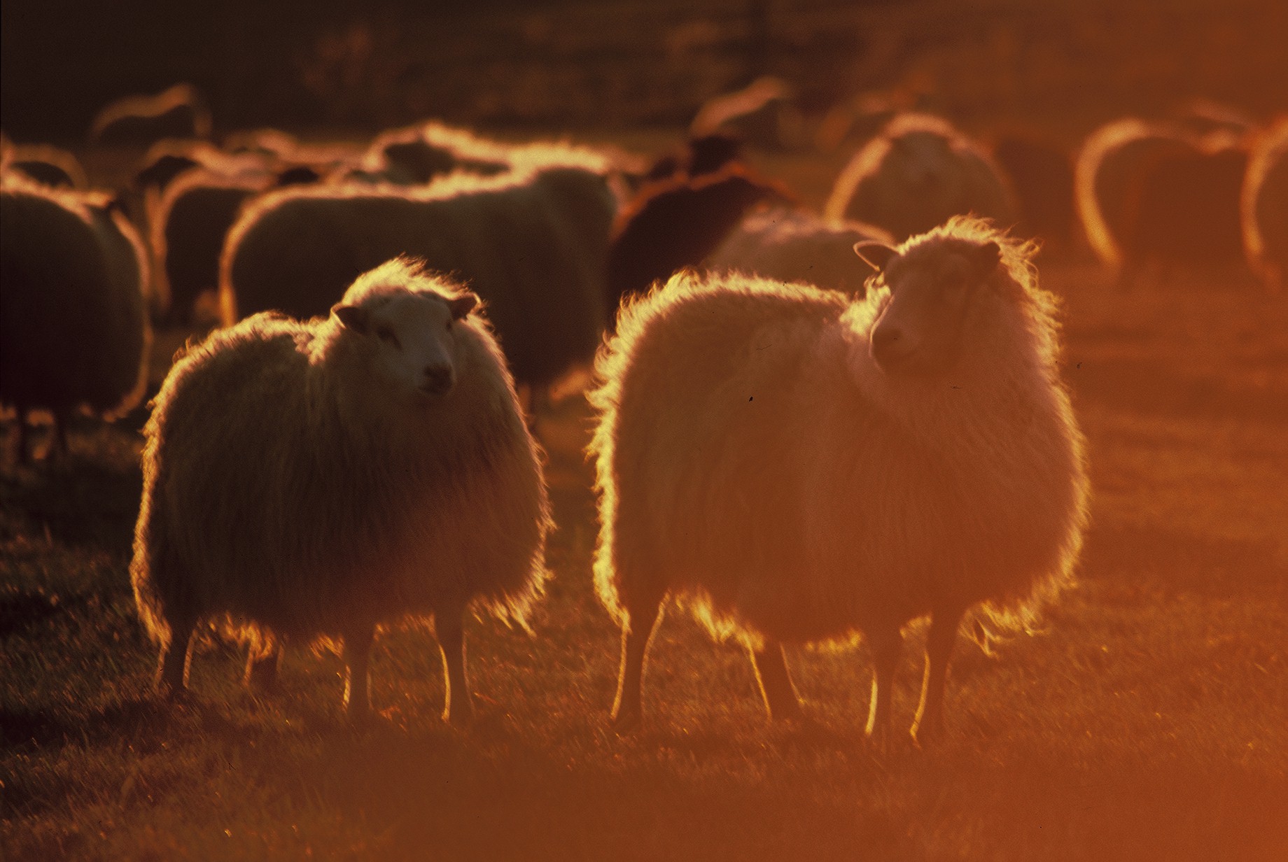 Styrkurinn er í samvinnunni