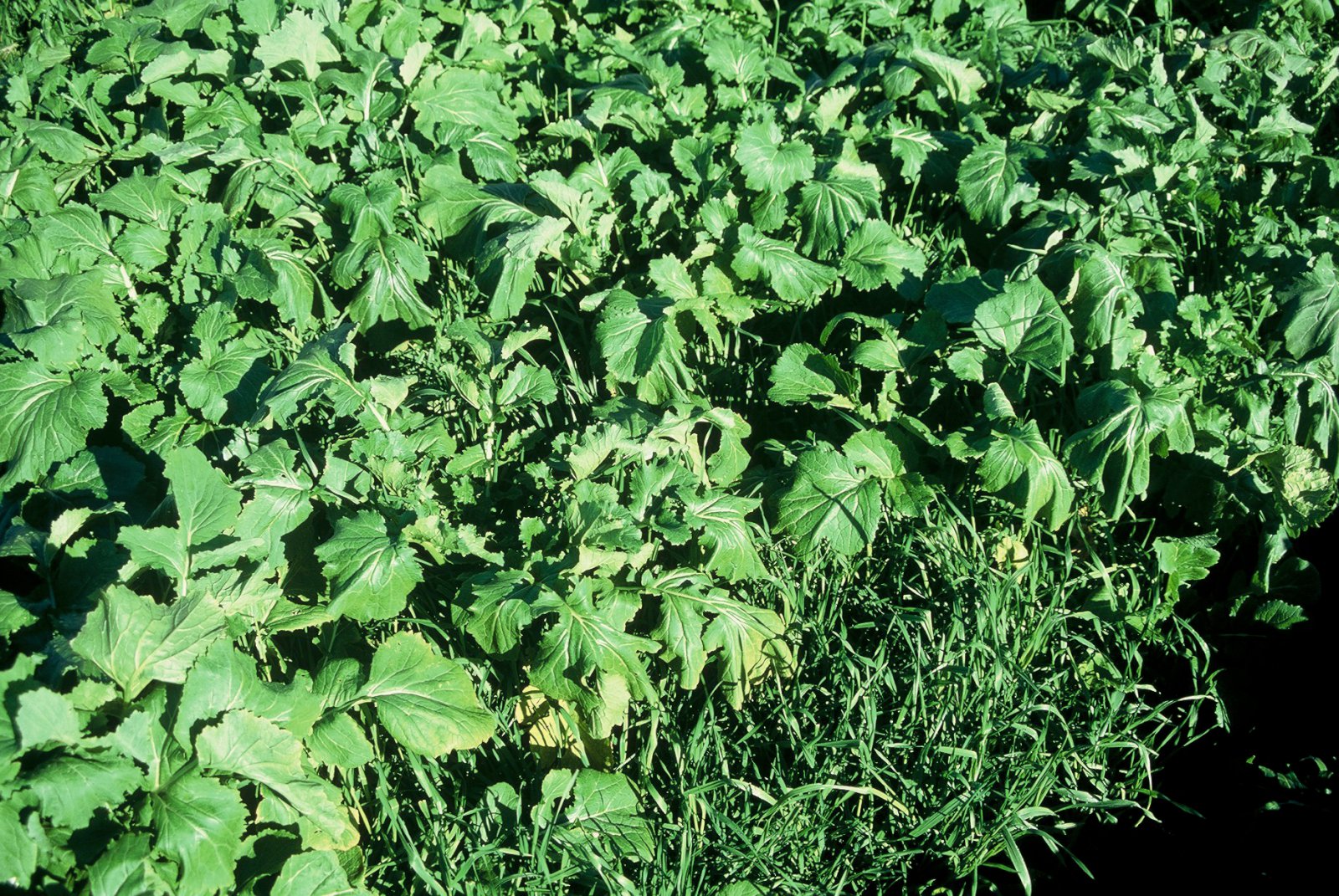 Gott gróffóður gulli betra