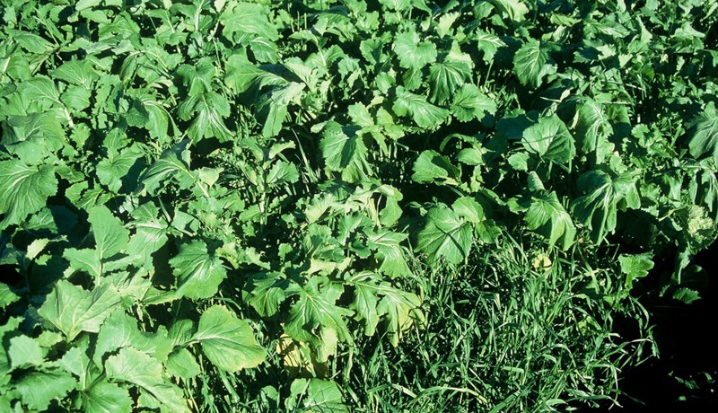 Gott gróffóður gulli betra