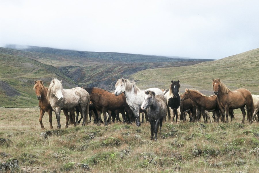 Hagtölusöfnun í landbúnaði gefur ekki alveg rétta mynd af stöðunni