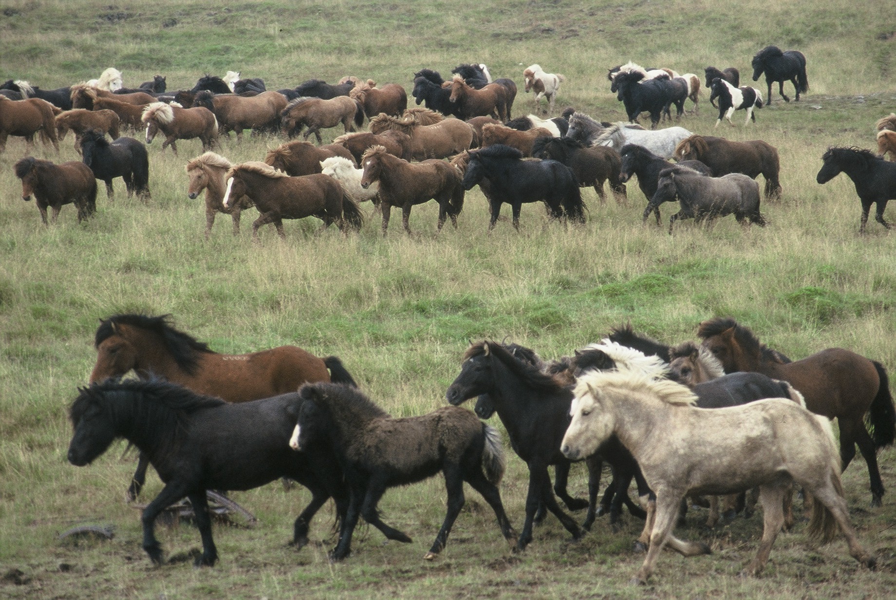 Samkeppniseftirlitið rannsakaði ekki Ísteka eftir kvörtun blóðbónda