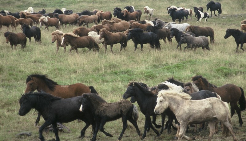 Samkeppniseftirlitið rannsakaði ekki Ísteka eftir kvörtun blóðbónda