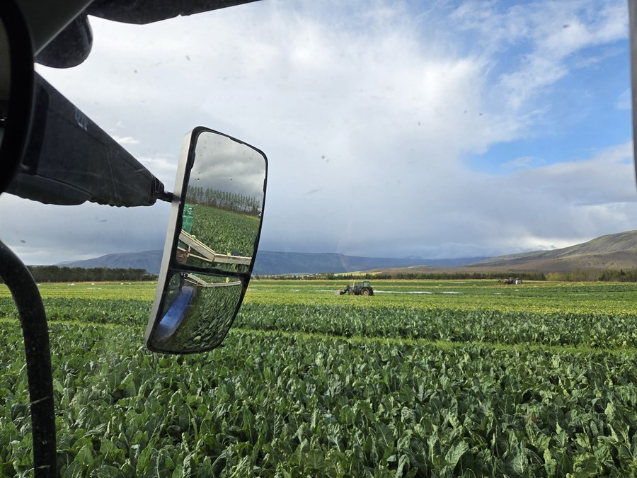Framleiðsluaukning á Böðmóðsstöðum hefur verið um 20% á ári síðustu fimm árin, mest í blómkáli. 