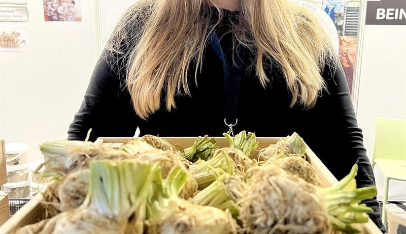 Opnar huga íslenskra neytenda með ræktun á seljurót