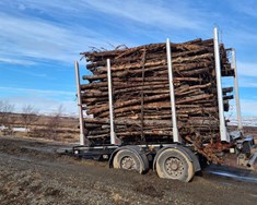 Sátu fastir með timburfarm