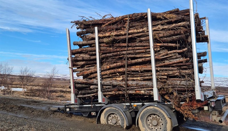 Sátu fastir með timburfarm