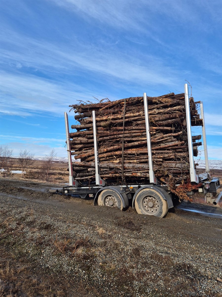 Tengivagn hlaðinn trjám sat fastur á ótryggum veginum. 
