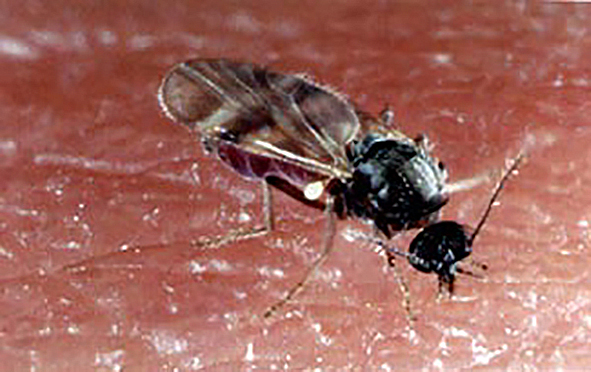 Lúsmý nær sér á strik á Íslandi