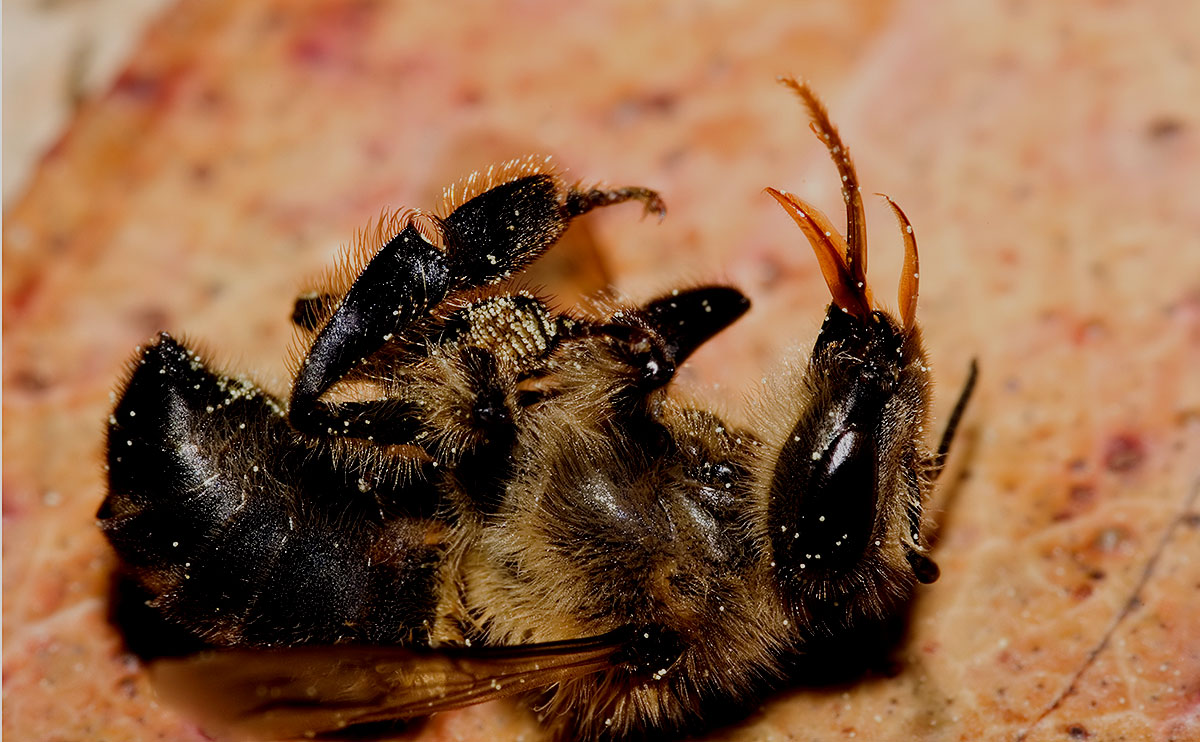 Undanþágur veittar til að nota bannað skordýraeitur