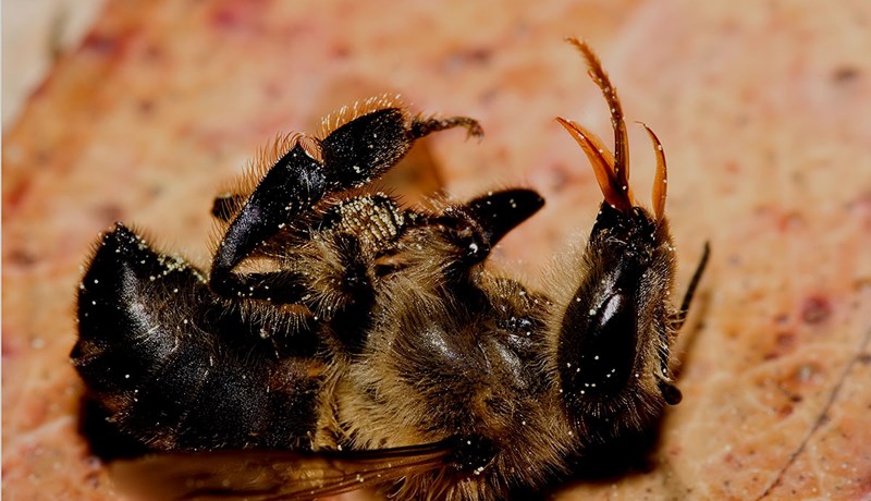 Undanþágur veittar til að nota bannað skordýraeitur