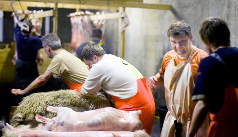 Færeyingar hrifnir af íslensku hrútakjöti