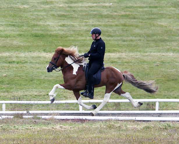 Fákur frá Ketilsstöðum undan Álffinni frá Syðri-Gegnishólum og heiðursverðlaunahryssunni Framkvæmd frá Ketilsstöðum.