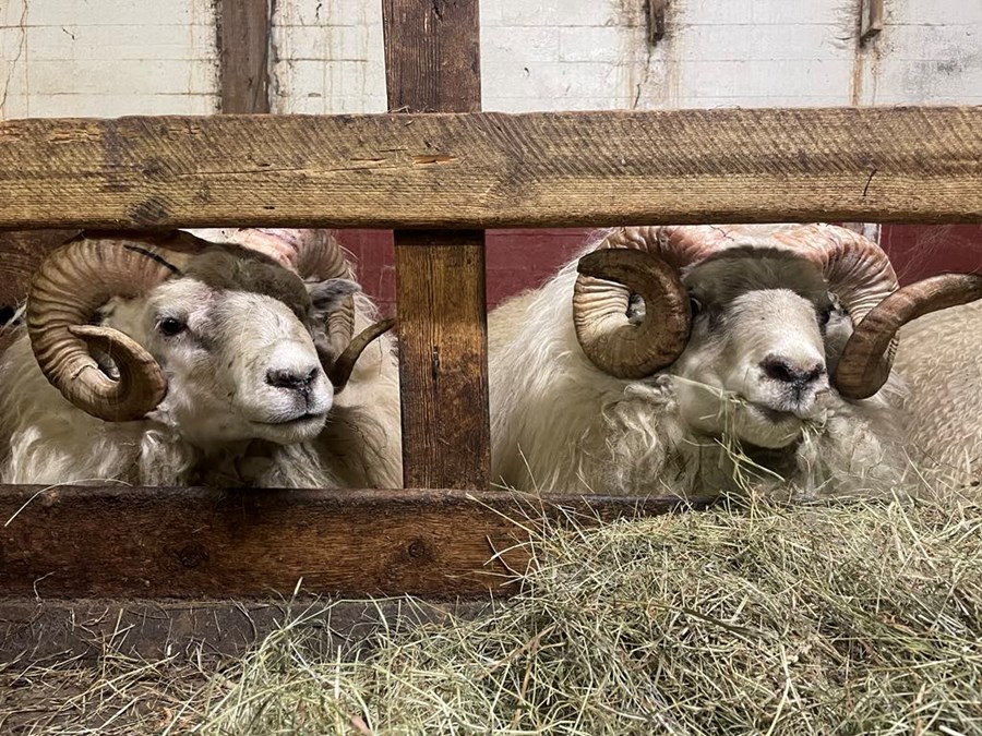 Hrútarnir Faldur og Garpur eru báðir frá Ytri-Skógum. Þeir reyndust vinsælustu hrútar sæðingastöðvanna í vetur.