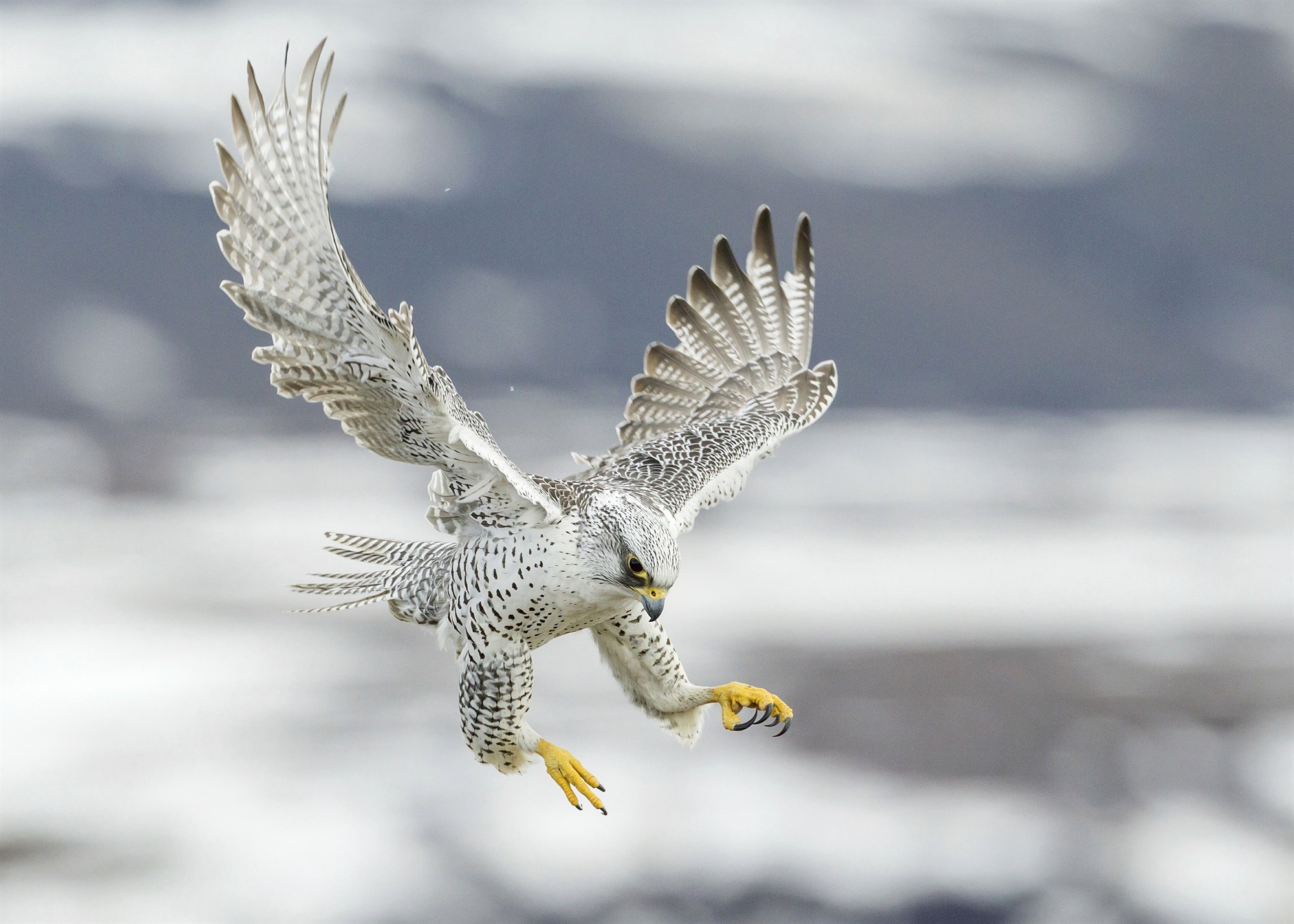 Sá sem býr í sveitinni