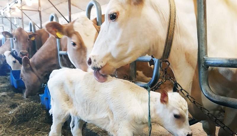 Rauðgrönótt kvíga fæddist á Syðri-Gróf 2 í Flóahreppi