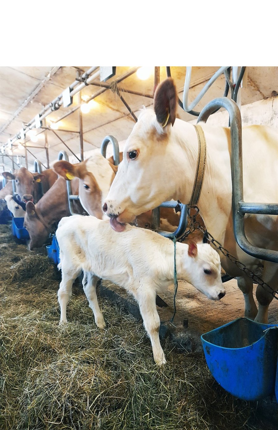 Fallega kvígan í fjósinu í Syðri-Gróf 2 með mömmu sinni. Kvígan heitir Ungfrú og mamman Mjallhvít. 