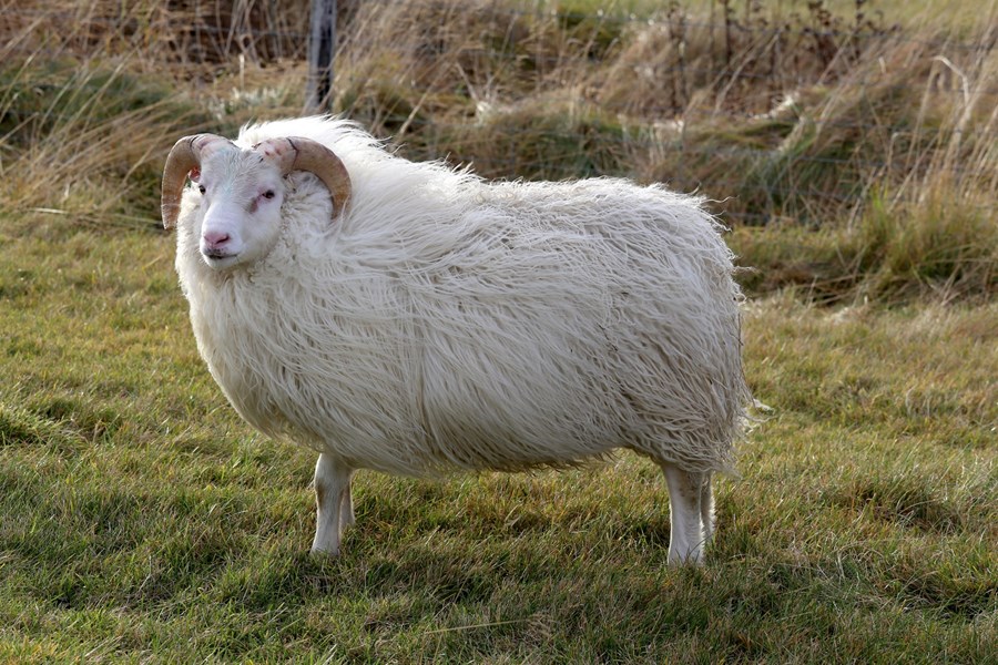 Fannar 23-925 frá Svínafelli 2, sonur Hornsteins 22-901 frá Þernunesi, hefur skilað nokkrum athyglisverðum lambafeðrum. Fannar reyndist erfa frá sér ofurfrjósemi (Þokugen) og því rétt að athuga með arfgerðargerðargreiningu hverjir sona hans eru að fá þann föðurarf.