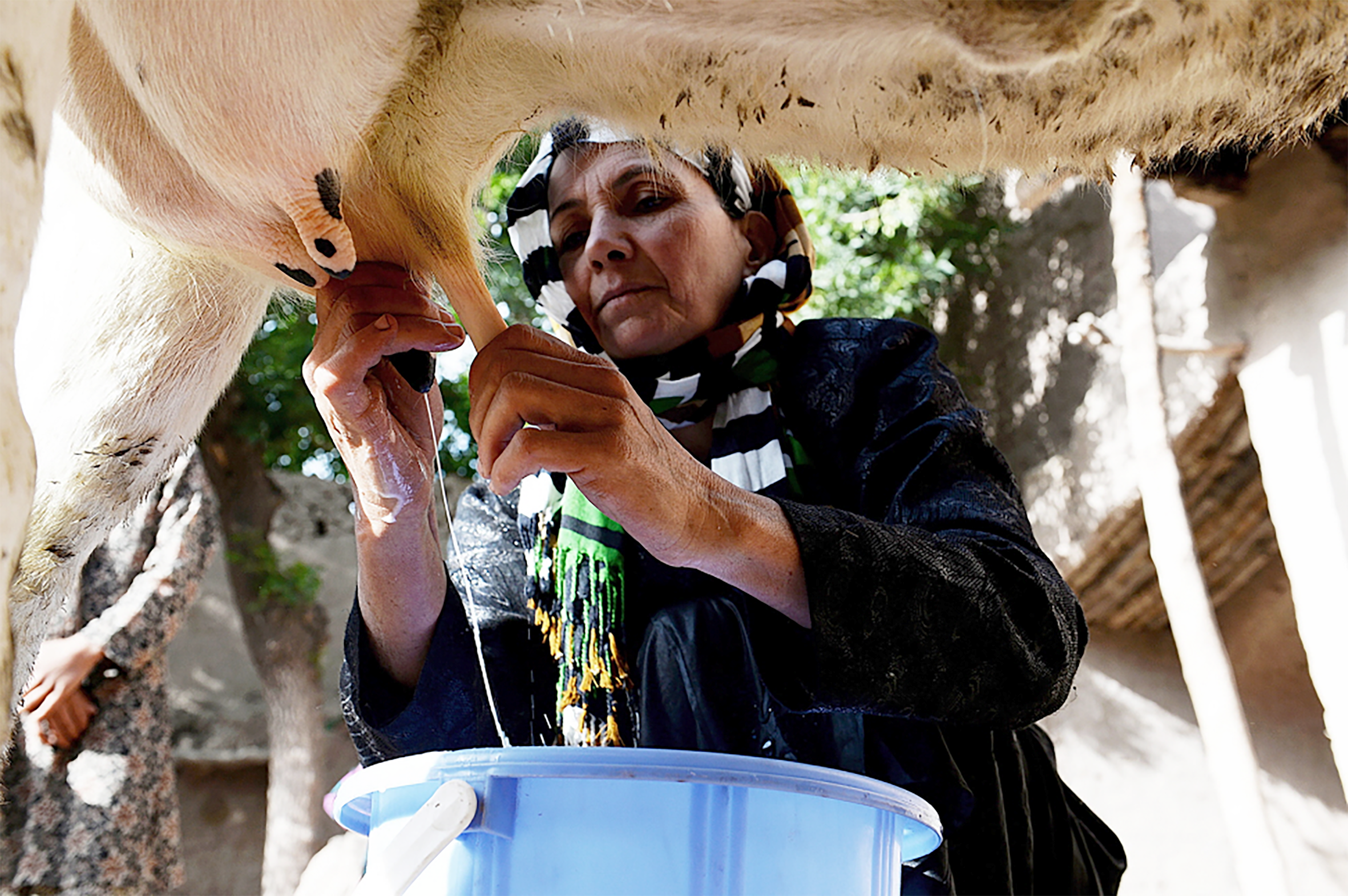 Heimsframlei&#240;sla mj&#243;lkur var 811 milljar&#240;ar k&#237;l&#243;a &#225;ri&#240; 2017