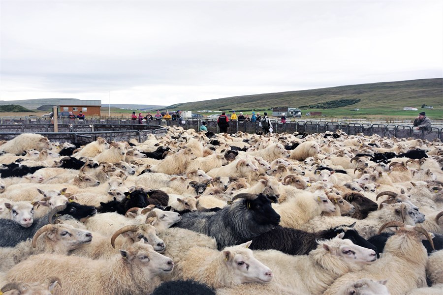Ekki vitað til að fólk smitist af riðu í sauðfé